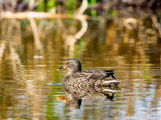 池を泳ぐマガモ