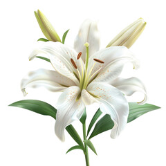 lily isolated on transparent png