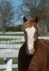 portrait of belgian horse head shot of chestnut belgian horse with large white  facial marking on head ears forward vertical equine animal image with room for type and masthead spring summer season 
