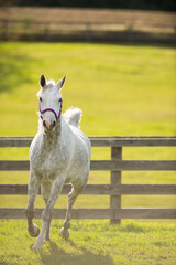 grey or white arabian horse in action trotting wooden fence in background pretty four legged animal purebred arabian horse with ears forward vertical equine image with room for type grass in pasture 