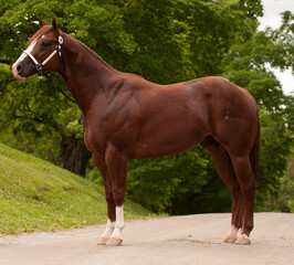 solid appaloosa horse conformation shot equine photos from side of whole entire body showing muscles four legs four hooves rump and shoulder neck and head wearing show halter well groomed standing 
