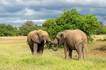 Elephant battle. Young elephant bulls fighting and showing dominant behaviour in Mashatu Game...