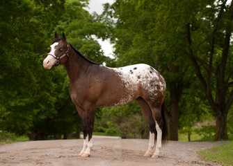 conformation shot of spotted appaloosa horse standing on road showing all four legs and hooves with...