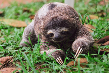Oso perezoso de tres dedos en el suelo  al aire libre en la naturaleza en Costa Rica, Centroamérica. Bradypus variegatus en vida silvestre. © BONI