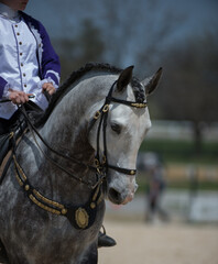 horse head shot or portrait of grey spanish andalusian horse in english leather double bridle two sets of reins showing dressage horses ears forward and horse is on the bit vertical equine image
