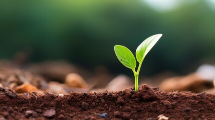 Symbolizing tree UHD Wallpaper