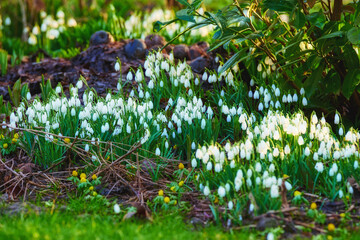 Grass, growth and white snowdrop in garden with natural landscape, morning blossom and calm environment. Spring, flowers or nature with green leaves in backyard, countryside and floral plants in bush