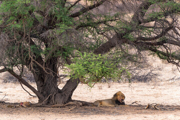 Lion male in the Kalahari Desert. This dominant male lion (Panthera leo) was protecting his prey ...