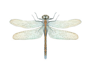 Beautiful flying Dragonfly. Damselfly in Art Deco style. Top view, macro. Golden banded insect with textured wings. Watercolor illustration for wedding invitations, birthday cards, decor