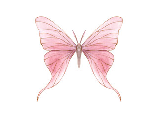 Pink butterfly. Abstract delicate insect with gold outline. Watercolor illustration of animal with fully opened wings. Decorative element for art deco design. For textile, wedding cards