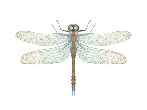 Beautiful flying Dragonfly. Damselfly in Art Deco style. Top view, macro. Golden banded insect with textured wings. Watercolor illustration for wedding invitations, birthday cards, decor