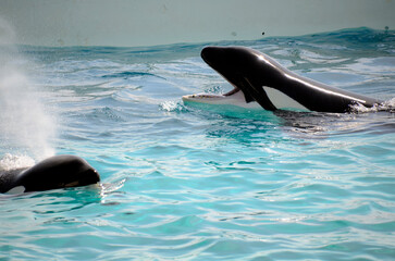 Obraz premium シャチ