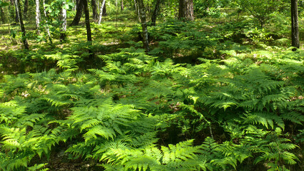 green plant leaves in the shade of summer forest trees