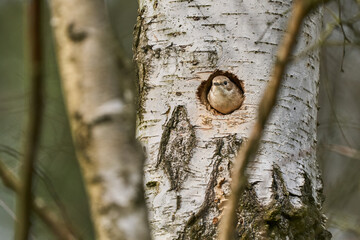 Muchołówka szara siedząca w dziupli gdzie ma swoje gniazdo © Zbigniew
