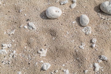 Calcareous fragments of coral and shells on the white sand beach， Kaloko Beach, Oahu Hawaii.  Beach deposits	