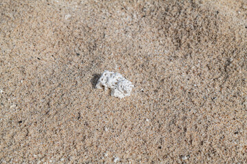 Calcareous fragments of coral and shells on the white sand beach， Kaloko Beach, Oahu Hawaii.  Beach deposits	