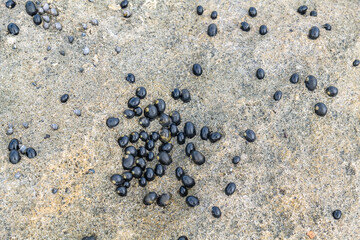 Nerita Picea, also called Black Nerite or Pipipi in Hawaiian, is a species of marine gastropod mollusc in the family Neritidae commonly found in clusters on the high part of the intertidal zone. 