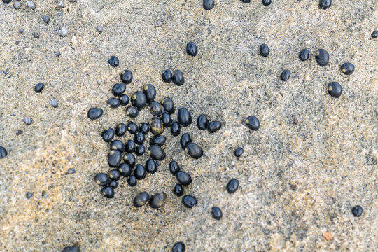 Nerita Picea, also called Black Nerite or Pipipi in Hawaiian, is a species of marine gastropod mollusc in the family Neritidae commonly found in clusters on the high part of the intertidal zone. 