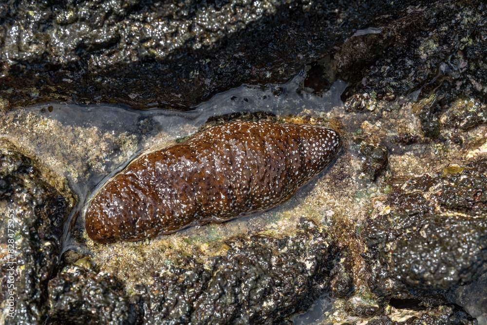 Wall mural actinopyga varians, the pacific white-spotted sea cucumber or hawaiian sea cucumber, family holothur