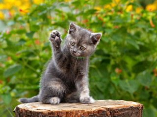 Gray cute kitten pointing up hand or paw. Funny pretty kitten sitting & voting hand in election by...