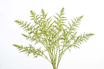 Naklejka premium Green Branch with Leaves Isolated on White Background