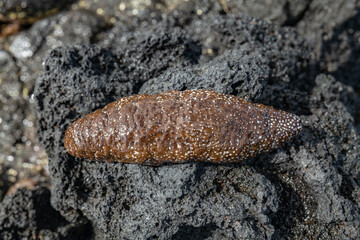 Actinopyga varians, the Pacific white-spotted sea cucumber or Hawaiian sea cucumber,  family Holothuriidae. It is found in the Pacific Ocean near Hawaii and also in the Indo-Pacific Ocean. 