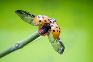 Harmonia axyridis in the wild state