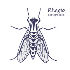 Black and white drawing Rhagoio Scolopacaceae fly. Sketch on a white background. Isolated. Vector