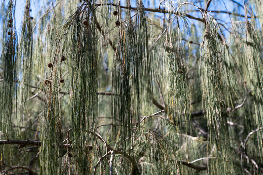 beach casuarina, coastal she-oak, equisetifolia, native Australian tree, sea shore, nature natural environment landscape