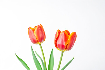 Naklejka premium Two Orange and Red Tulips on White Background