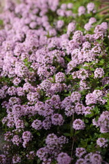 咲き揃ってきたタイムの花