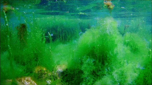 green Ulva and cladophora algae vegetation make air bubble in laminar wave, water surface reflection aquascape, coquina stone, Black Sea low salinity biotope, supralittoral zone gravel bottom snorkel