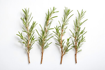 Fototapeta premium Fresh Rosemary Sprigs Isolated on White Background