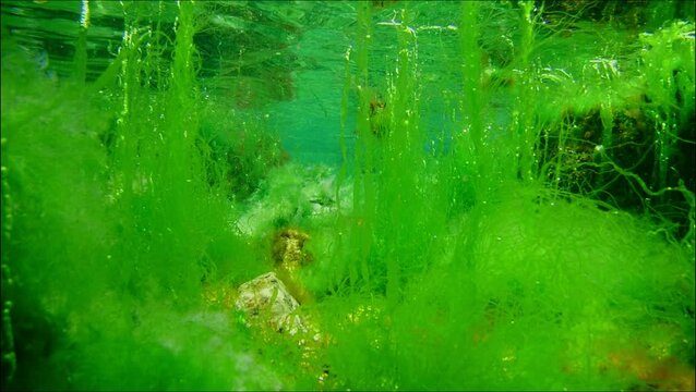 green Ulva and cladophora algae, algal vegetation in laminar wave flow, water surface reflection aquascape, coquina stone, Black Sea low salinity biotope, supralittoral zone gravel bottom snorkel