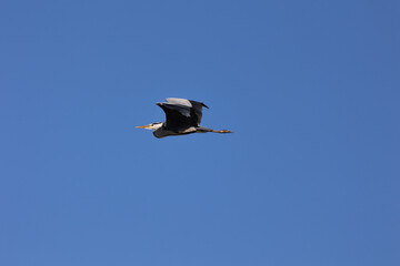 Ibis in volo nel cielo azzurro del Novarese in Piemonte
