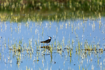 Pavoncella in cerca di cibo nelle Risaie del Novarese in Piemonte