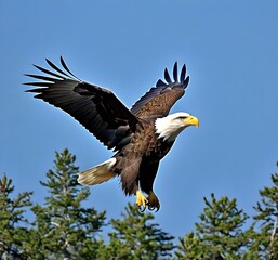 Obraz premium bald-eagle-in-air