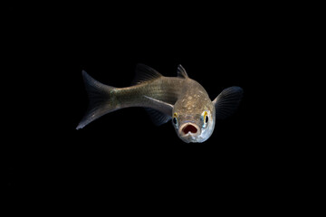 Flathead grey mullet (Mugil cephalus) juvenile