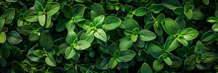 Thyme texture background, thymus leaf banner, Thymus vulgaris pattern, fresh herbal leaves banner