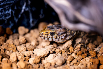 イボヨルトカゲ