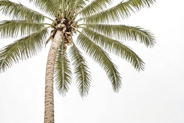 Palm Tree Branches Against White Background