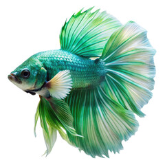 Fototapeta premium Isolated colorful beta fish on transparent background