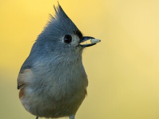 Titmouse bird with a sunflower seed in its beak. © Wirestock