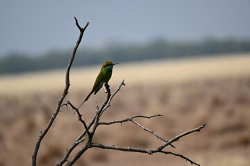 A little bee eater is seen perched on a dry branch of a tree