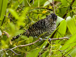 Barred Antshrike - Thamnophilus doliatus in Costa Rica