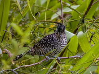 Barred Antshrike - Thamnophilus doliatus in Costa Rica