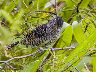 Barred Antshrike - Thamnophilus doliatus in Costa Rica