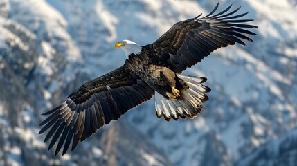 Obraz premium an eagle soaring high above a mountain range, with wings of fully extended. wildlife, eagle over the mountain.