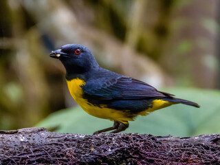 Blue-and-gold Tanager - Bangsia arcaei in Costa Rica