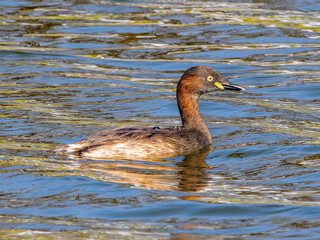 Fototapeta premium 池を泳ぐカイツブリ